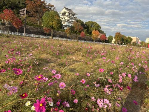 11月12日コスモスの様子