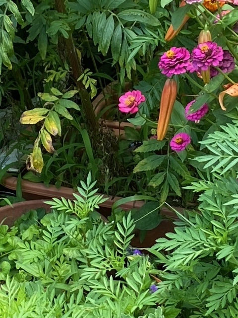 クマバチ（花の下、葉の左）の画像