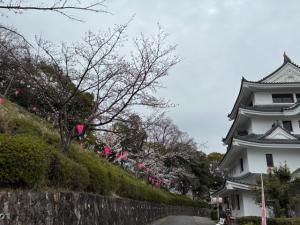 旭城桜様子1