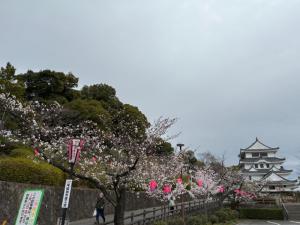 旭城桜様子2