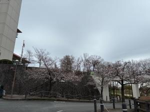スカイワード桜様子2