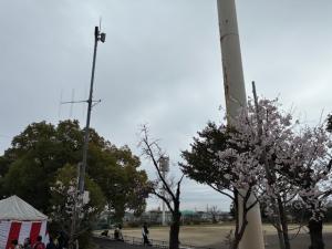 城山公園桜様子1