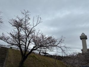 城山公園桜様子2