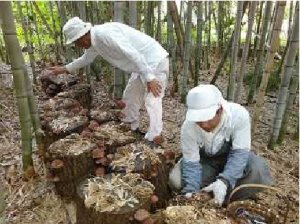 里山管理とシイタケ栽培
