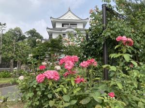 バラ写真①