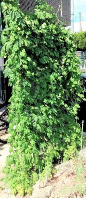 市民が育てた緑のカーテンの画像