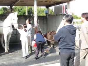 ポニーとのふれあい体験