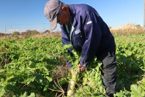 大根を収穫する祖父江さん