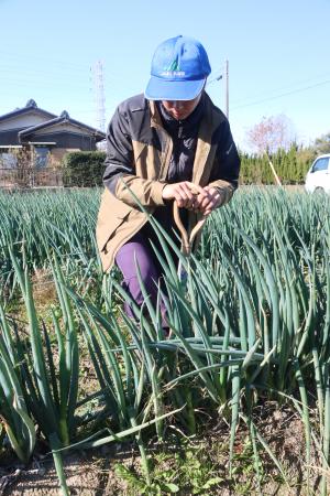 ネギを収穫する山田さん