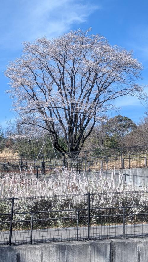 エドヒガンザクラ