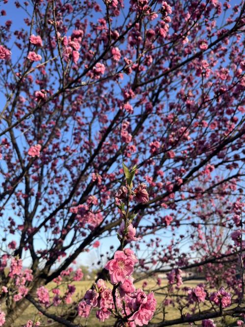 ハナモモピンク