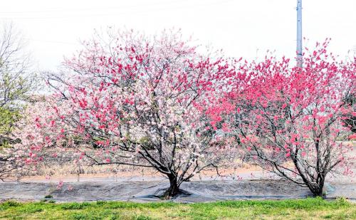 花桃