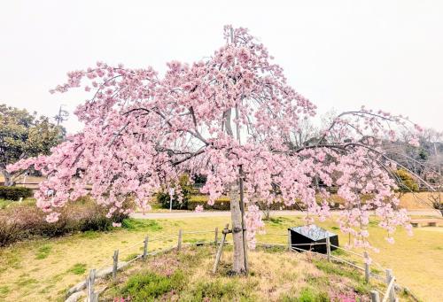 滝桜