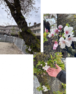 ソメイヨシノの花の色