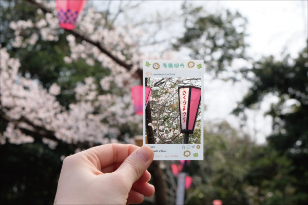 クリアカード桜