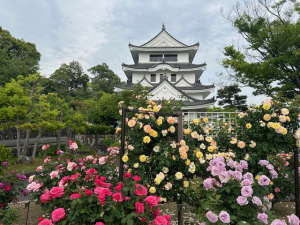 バラ園写真①