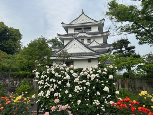 バラ園写真②