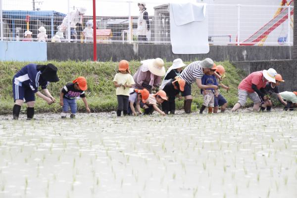 田植え1
