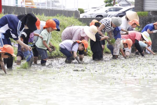 田植え2