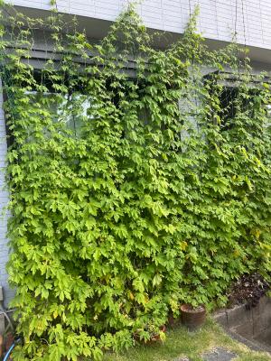 市民が育てた緑のカーテンの画像