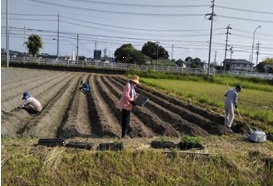 枝豆の植え付け