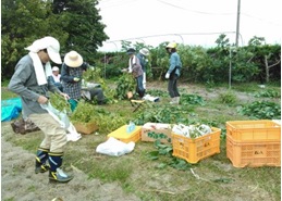 みんなで楽しく収穫作業