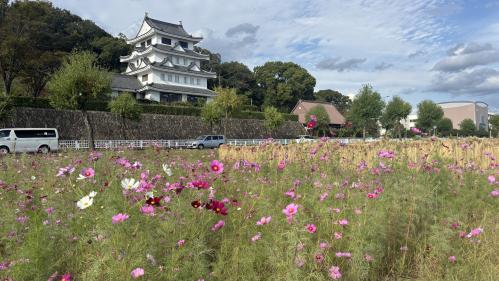 １０月２１日コスモスの様子（旭城）