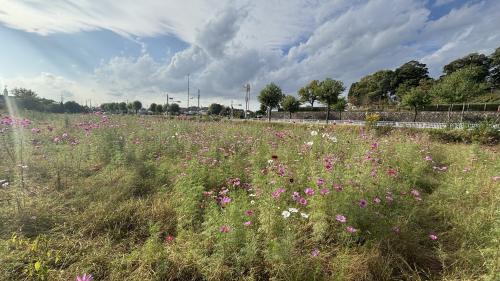 １０月２１日コスモスの様子（一面）