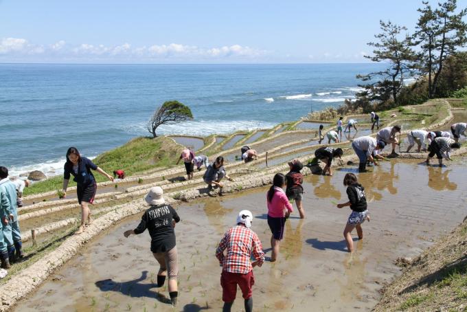 白米千枚田での田植え