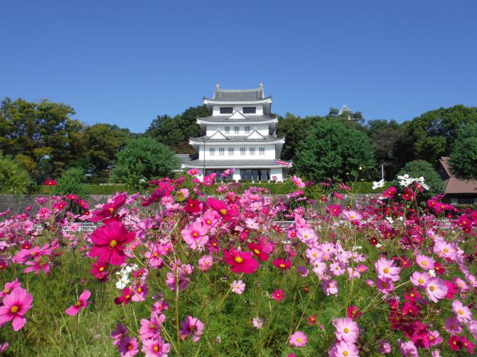 城山公園旭城とコスモスの画像