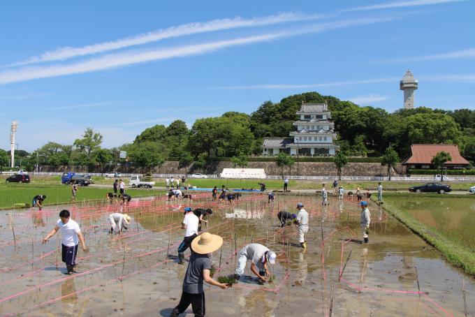 田んぼアート