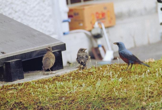 イソヒヨドリとヒナの画像