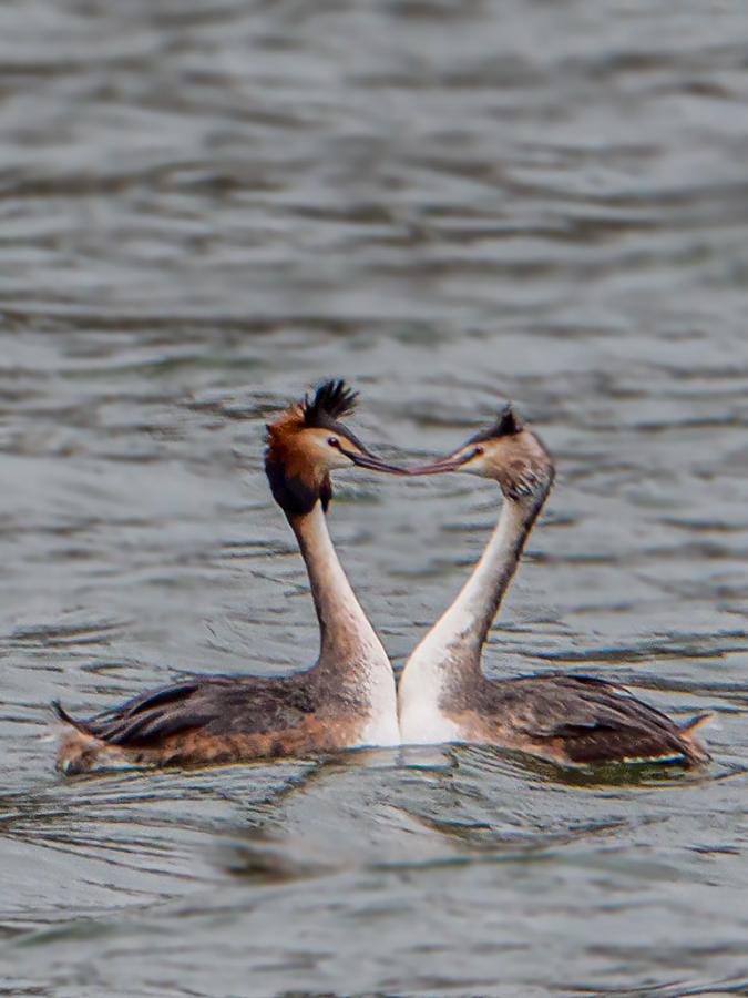 カンムリカイツブリのオス（左）とメス（右）の画像