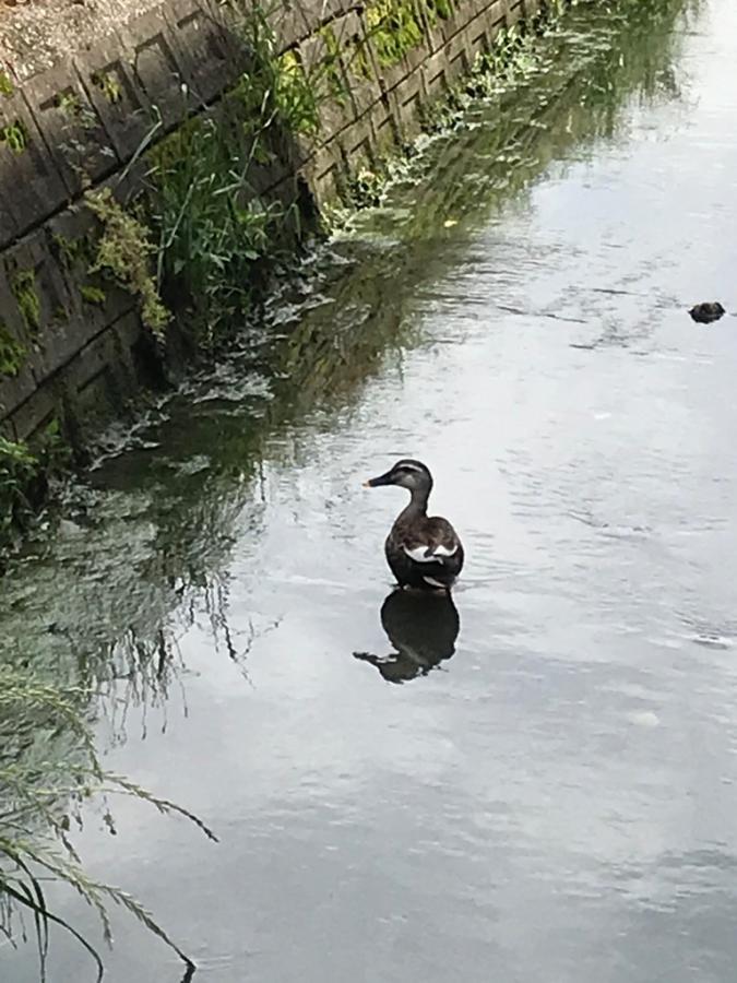 マガモの画像3