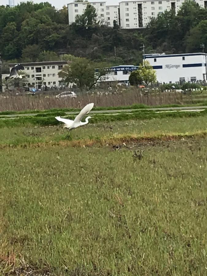 シラサギ、カモの画像1