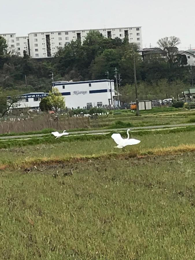 シラサギ、カモの画像2