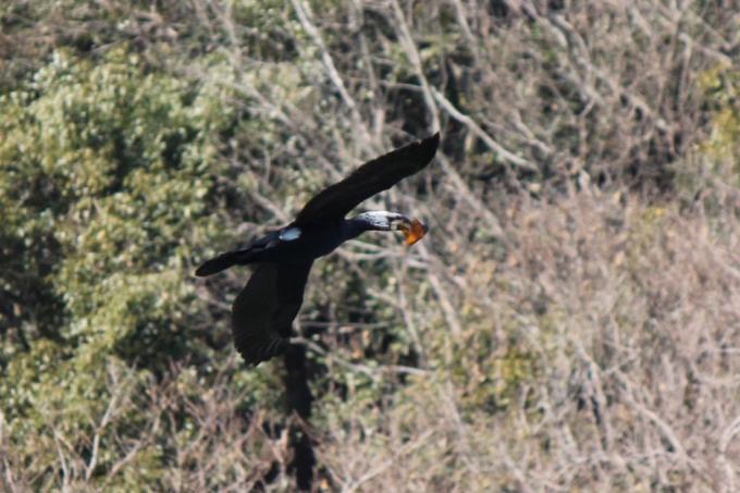 カワウの画像8