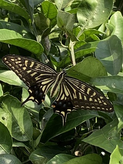 アゲハチョウの画像