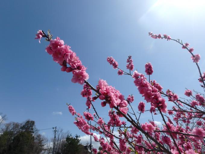 ハナモモの開花状況の画像2