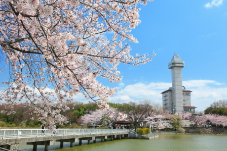 スカイワード（桜）