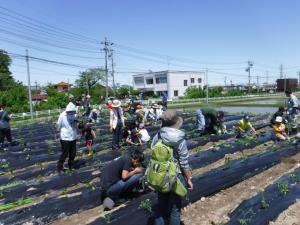 親子で学ぶ農業塾の写真（圃場）