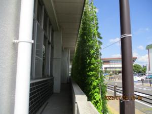 市役所庁舎での緑のカーテンの画像７月下旬