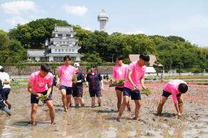 田んぼアート